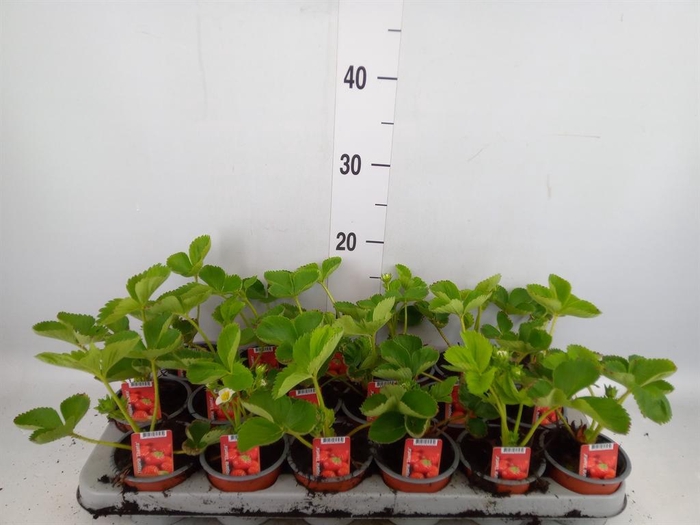 <h4>Fragaria ananassa 'Elsanta'</h4>