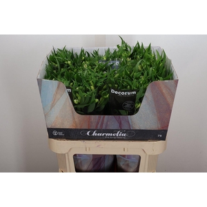 Alst Fl Charme Blanc