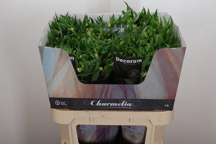 <h4>Alst Fl Charme Blanc</h4>