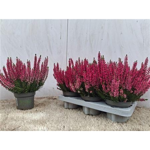 Callu Bl Sabella