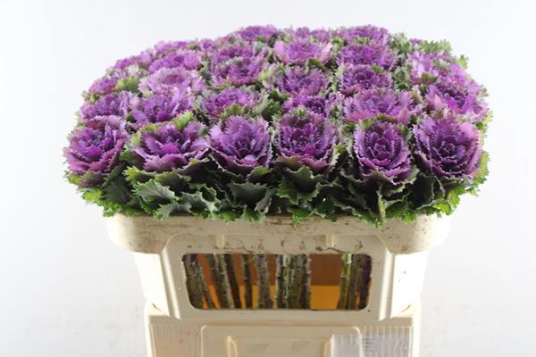 <h4>Brass Altair</h4>