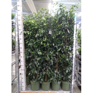 Ficus benja. 'Danielle'