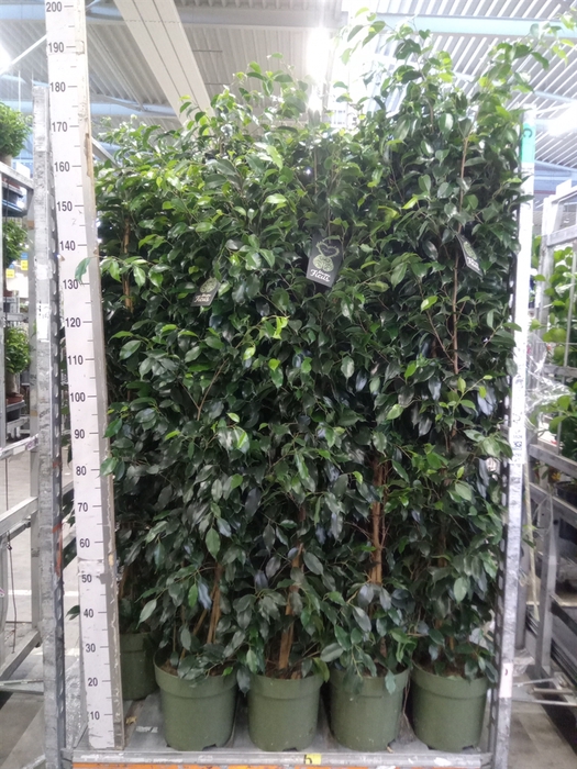 <h4>Ficus benja. 'Danielle'</h4>