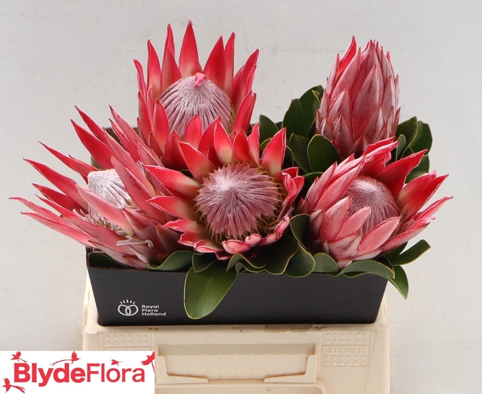 <h4>PROTEA CY CLARE</h4>