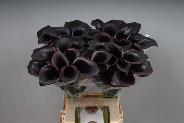 <h4>Zantedeschia call ceara</h4>