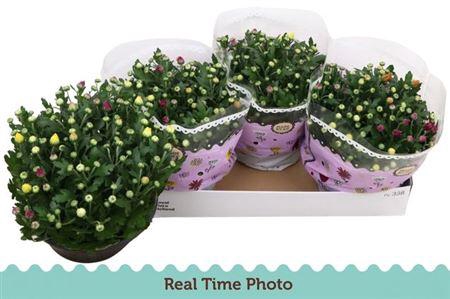 <h4>Chrysant Carnaval</h4>