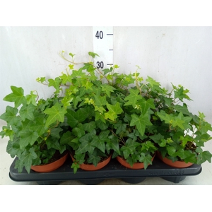 Hedera helix 'Pittsburgh'