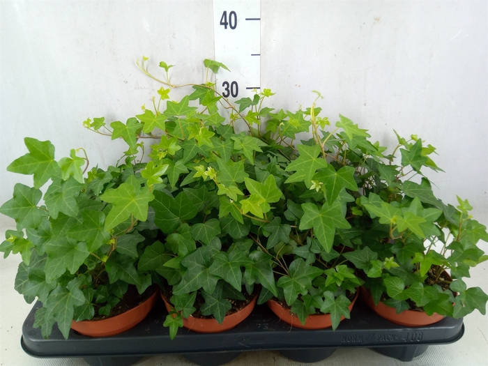 <h4>Hedera helix 'Pittsburgh'</h4>