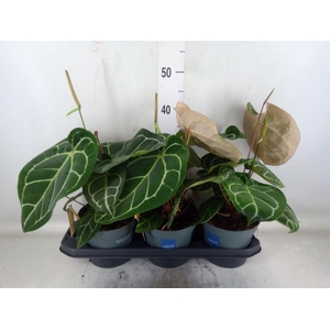 Anthurium crys. 'Karma Crystal Hyb'