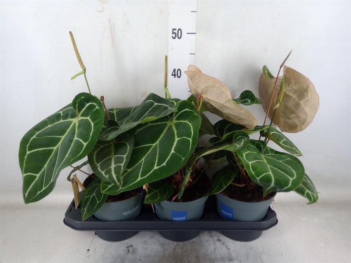 <h4>Anthurium crys. 'Karma Crystal Hyb'</h4>