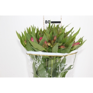 ALSTROEMERIA ALYNA 080 CM