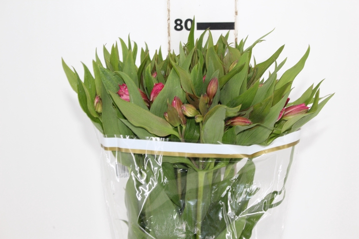 ALSTROEMERIA ALYNA 080 CM