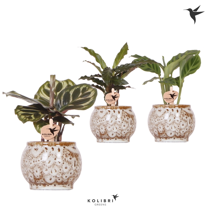 <h4>Calathea Gemengd Keramiek Safari</h4>