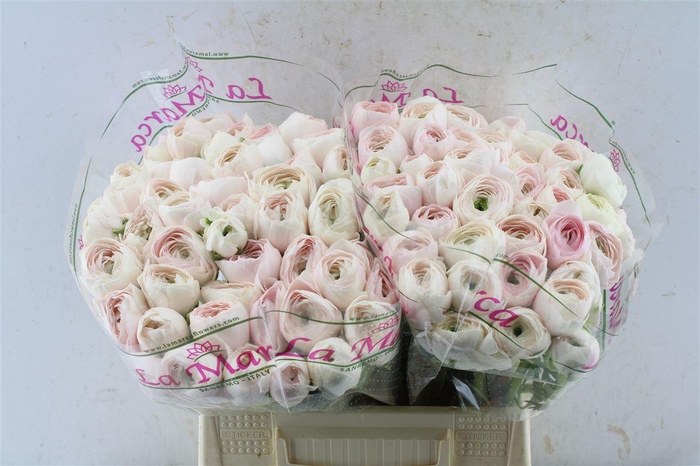 Ran Kloon Prima Hanoi