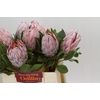 Protea Cynaroides