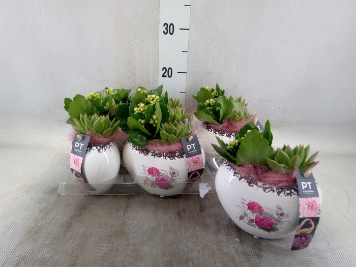 <h4>Arr.   Planten L%</h4>