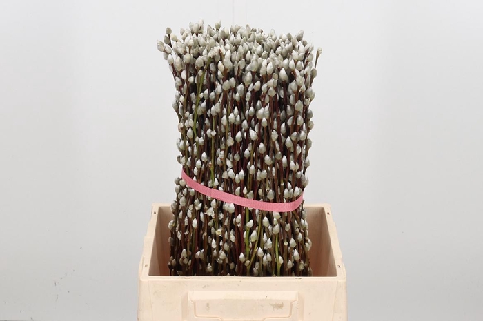 <h4>Salix Ca Snow Flake</h4>