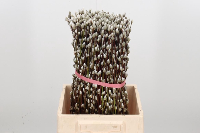 <h4>Salix Ca Snow Flake</h4>