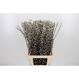 Salix Ca Snow Flake