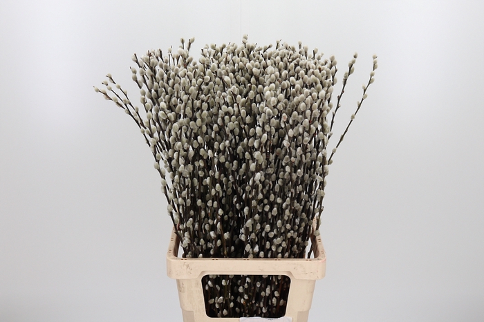 <h4>Salix Ca Snow Flake</h4>