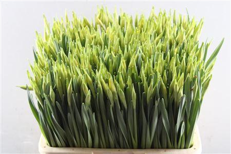 <h4>Narc G Carlton</h4>