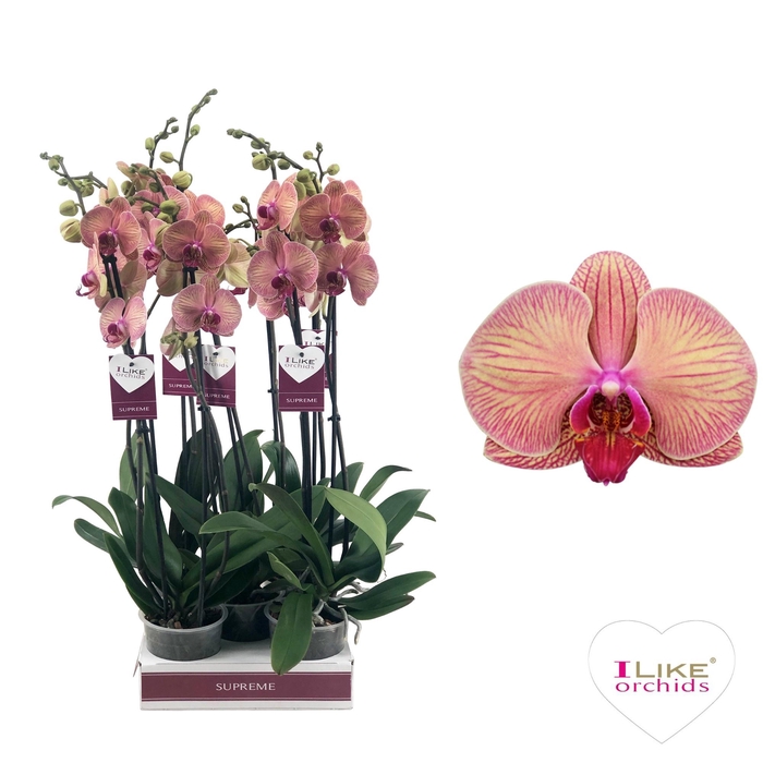 <h4>Phal Golden Leopard 2 Tak</h4>