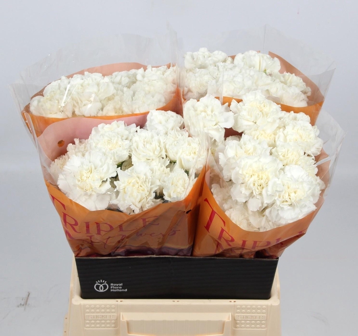 <h4>DI ST EVEREST</h4>