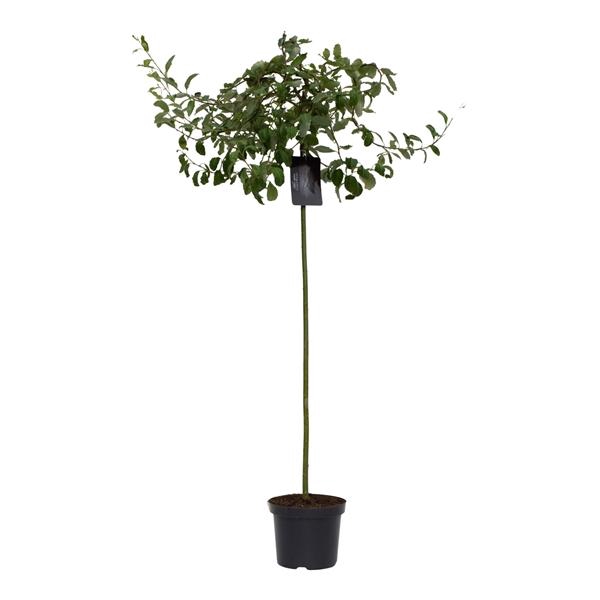 <h4>Salix caprea 'Curly Locks' 120ST</h4>