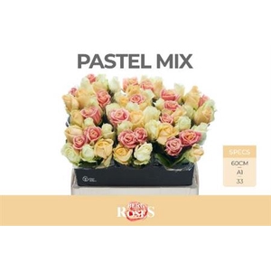 Rosa grootbloemig Avalanche Pastel gemengd in bos