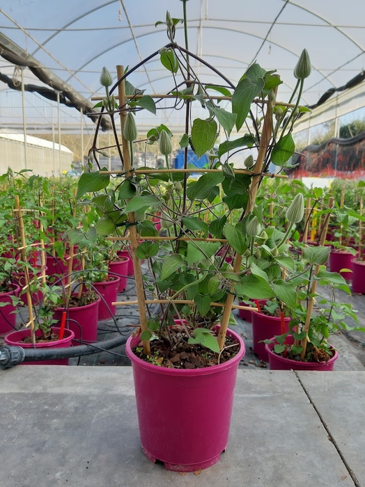 <h4>Clematis gemengd</h4>