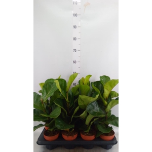 Ficus lyrata 'Bambino'