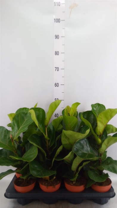 <h4>Ficus lyrata 'Bambino'</h4>