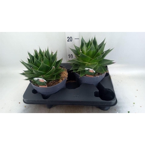 Aloe aristata 'Cosmo'