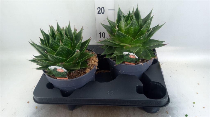 <h4>Aloe aristata 'Cosmo'</h4>