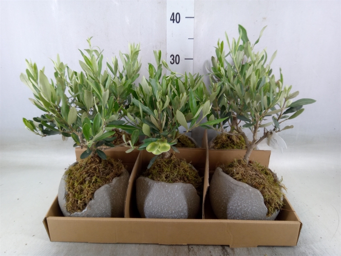 <h4>Arr.   Tuinplanten L%</h4>