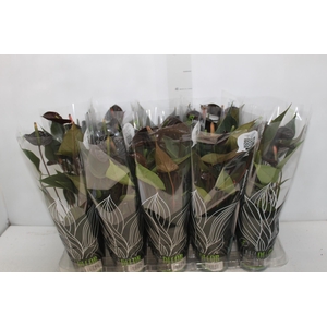 ANTHURIUM BLACK LOVE P12