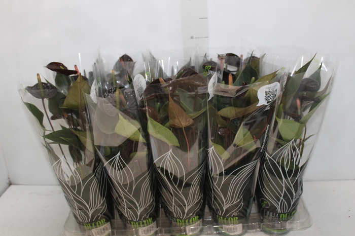 <h4>ANTHURIUM BLACK LOVE P12</h4>