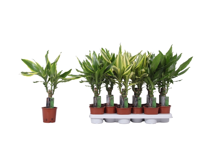 <h4>Dracaena 3 color mix, 11 cm pot</h4>