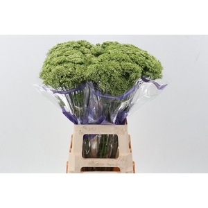 Trach Adante White 70cm