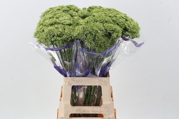 <h4>Trach Adante White 70cm</h4>