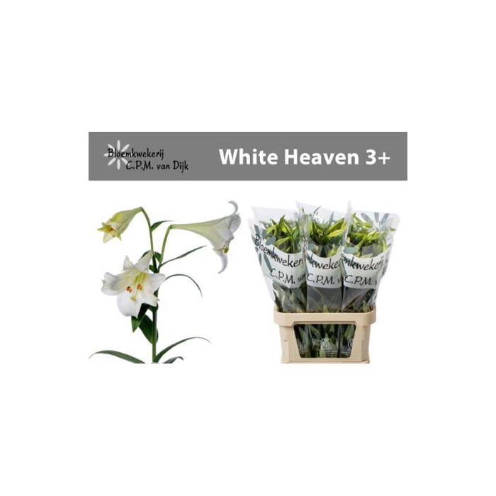 <h4>Li Lf White Heaven</h4>