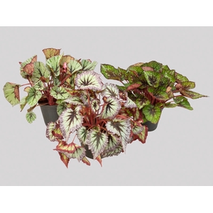 BEGONIA REX P17 PO