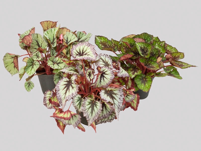 <h4>BEGONIA REX P17 PO</h4>