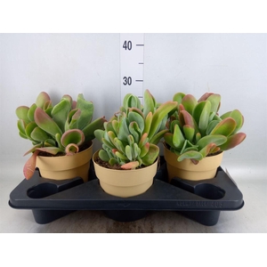Kalanchoe NF   ...