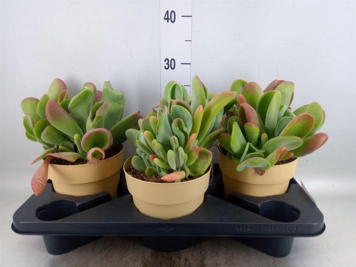 <h4>Kalanchoe NF   ...</h4>