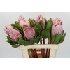 Protea Cynaroides