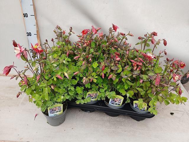 <h4>AQUIL CAERULEA</h4>