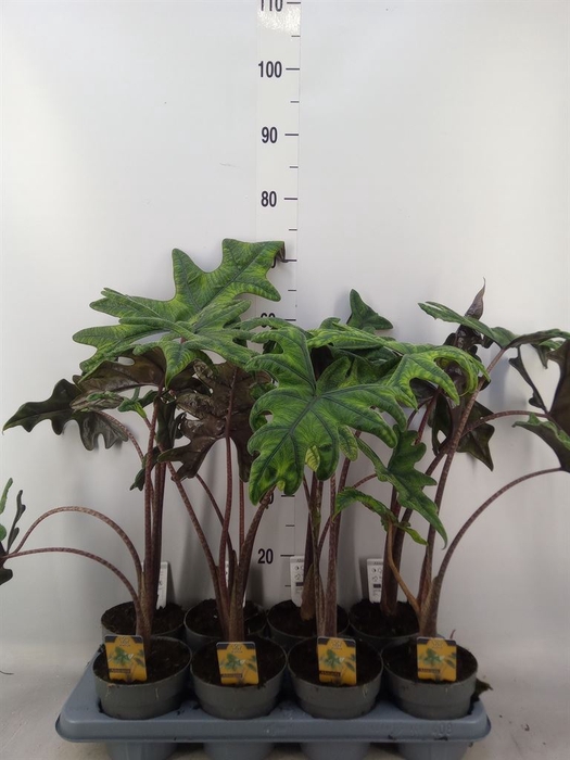<h4>Alocasia  'Jacklyn'</h4>