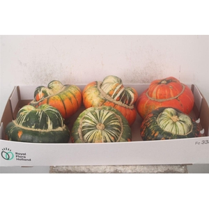 Cuc P Turkse Muts X6