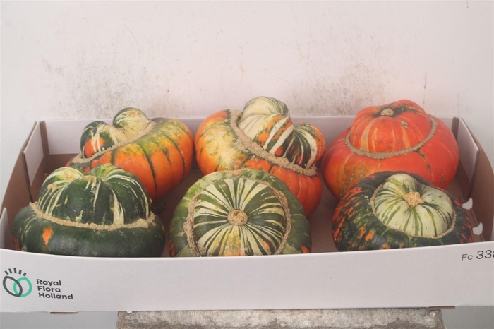 <h4>Cuc P Turkse Muts X6</h4>